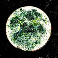 Existential Coin – original double-sided enamel art coin on copper, front view on dark slate. Round disc with mottled green, yellow and blue speckled enamel and a pale copper-edged rim. Handmade original artwork by A. Fraction.